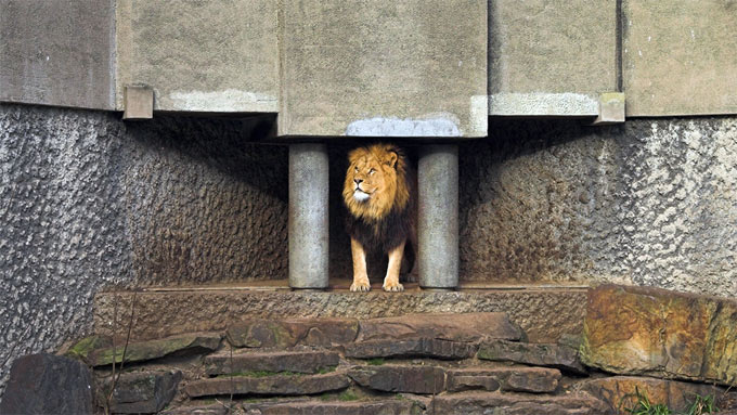 Löwe im Artis Zoo